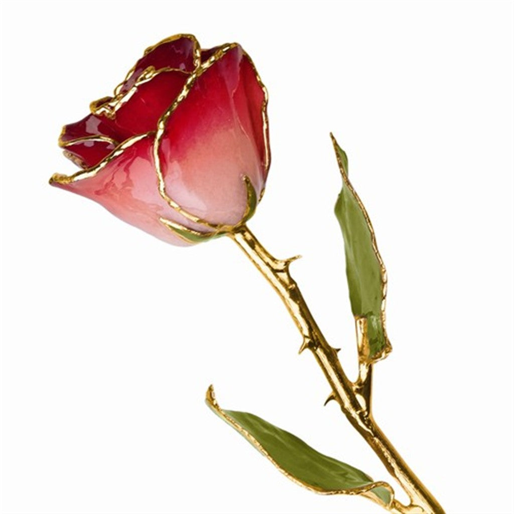 Lacquer Dipped Gold Trim Pink & Burgundy Rose